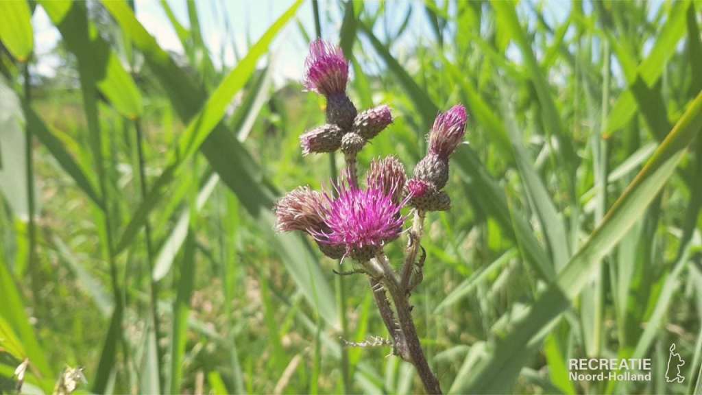 Distel Distel