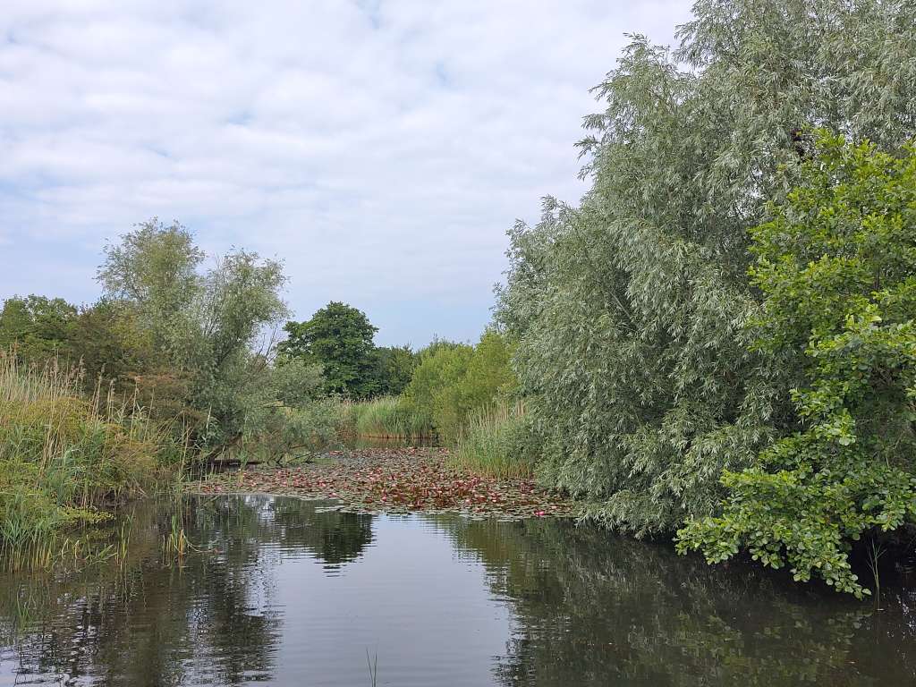 3. Natuurvriendelijke oevers bij Ouderkerkerplas