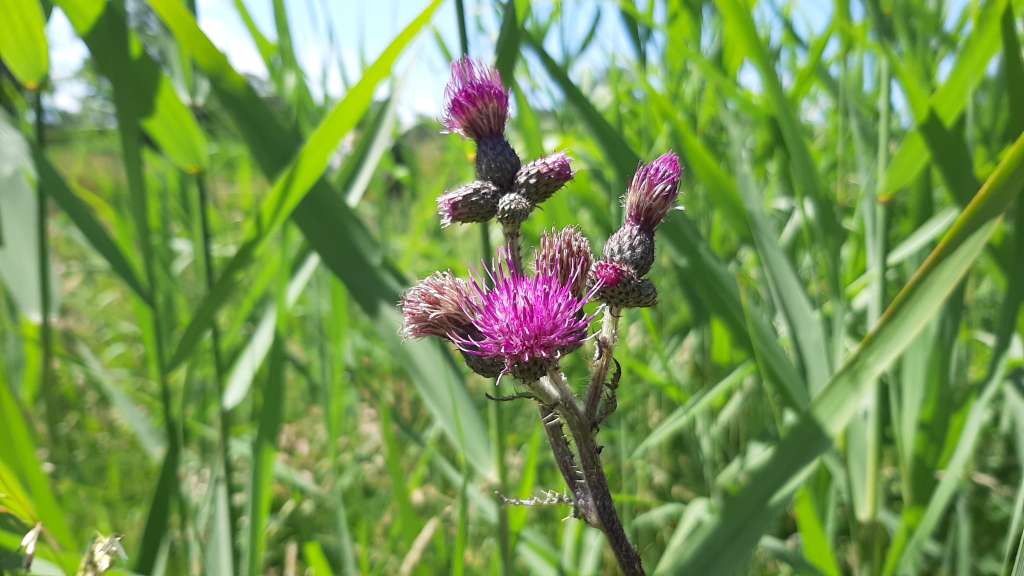 8. Distel